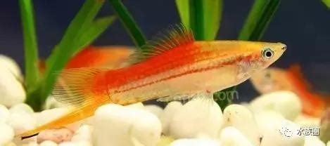 劍葉紅|劍尾魚(紅劍)飼養及繁殖技巧 – 寵物百科